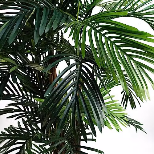 Botanik Green Artificial Palm Tree, H 150 cm x W 80 cm x D 80 cm – 2