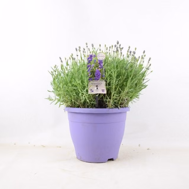 Plants by Post Lavender Essence Purple Hardy Perennial Outdoor Plant in 5L Pot