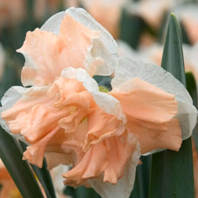 Plants By Post Narcissus Apricot Whirl Bulbs, Pack of 10, Pink and White