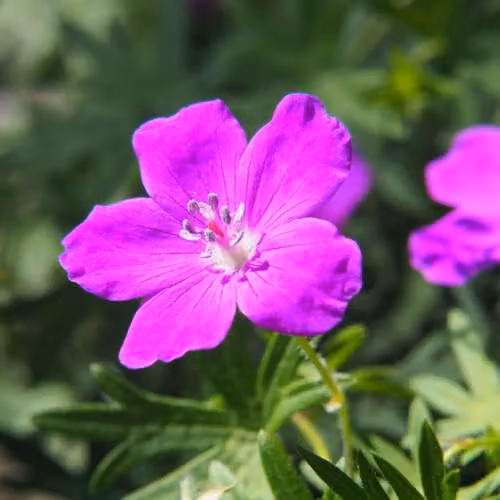 Thompson & Morgan Geranium Sanguineum Hardy Magenta Flowering Ground Cover Perennial, 2 x 9cm Pots – 1