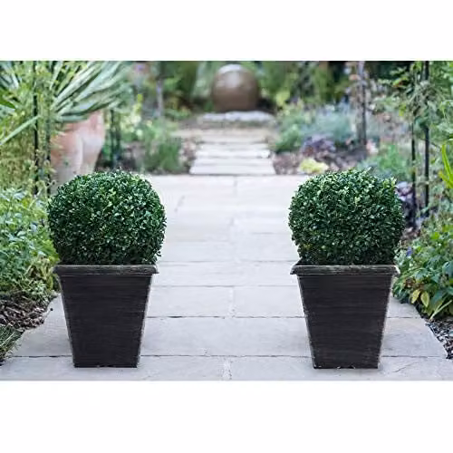 Thompson & Morgan Buxus Sempervirens Evergreen Box Ball Shrub with 1 x 23cm Pot and 2 x Biscotti Pots – 1