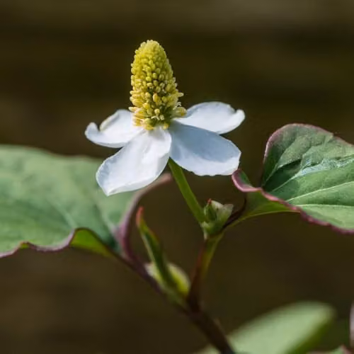 Thompson and Morgan Houttuynia Cordata Boo Boo Hardy Perennial with Yellow and Red Leaf Margins and White Flower Spikes, 3 x 1 Litre Pots