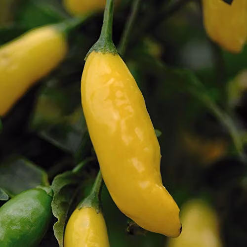 Thompson and Morgan Hot Lemon Chilli Pepper Seeds, Capsicum baccatum, 10 Seeds per Packet – 2