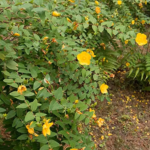 Thompson & Morgan Hypericum Hidcote Hardy Garden Shrub with Yellow Flowers, 2 x 3L Pots – 2