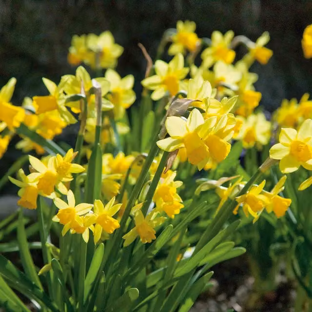 Marshalls Garden Dwarf Daffodil Bulbs Tete a Tete Yellow