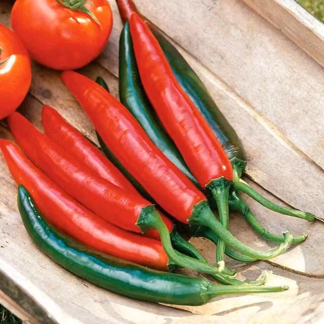 Marshalls Garden Tokyo Hot Chilli Pepper Seeds, Compact High-Yield Red Cayenne, 8 Seeds