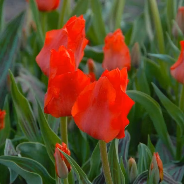 Marshalls Garden Tulip Red Riding Hood Flower Bulbs in Red and Purple
