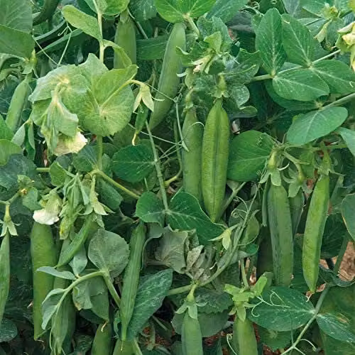 Thompson and Morgan Pea Alderman Main-Crop Hardy Annual Vegetable Seeds, 200 Seeds