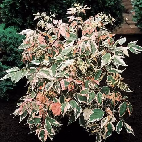 Thompson & Morgan Acer negundo Flamingo Maple Tree with Pink, Green and White Variegated Foliage, 3 Litre Potted Plant – 1