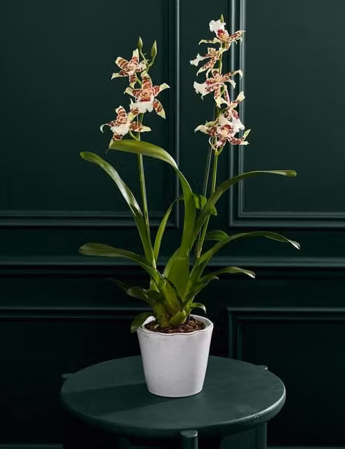 M&S Flower Market Cambria Orchid in a White Ceramic Pot