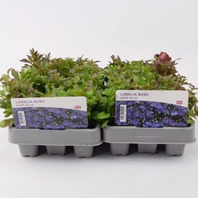 Plants By Post Lobelia Dark Blue Bedding Plants, 12 Pack