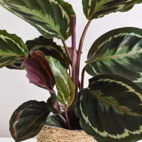 Thompson & Morgan Calathea Medallion Indoor Plant with Exotic Patterned Foliage, 2 x 12cm Potted Plants – 2