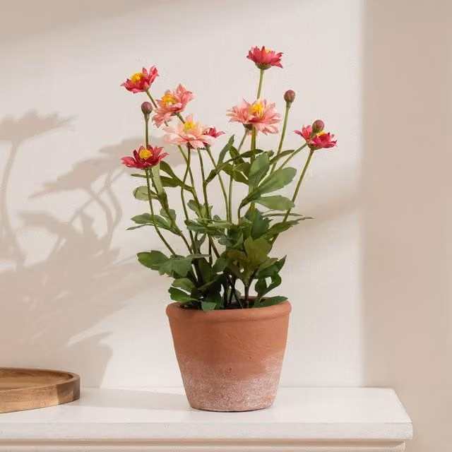 Scottish Everlastings Ltd Pink Pyrethrum Daisy in a Rustic Ceramic Terracotta Pot, Height: 34 cm