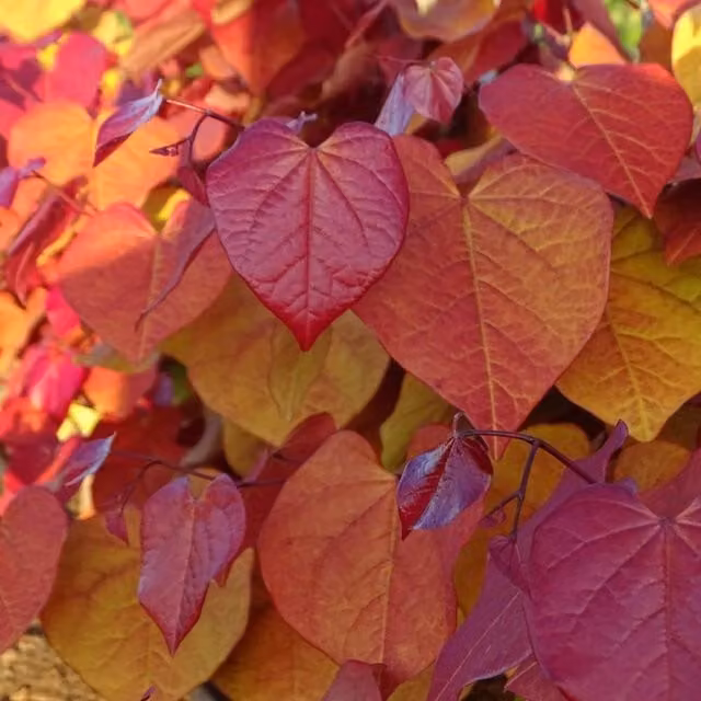 Thompson & Morgan Cercis Eternal Flame Potted Ornamental Tree with Red, Orange, Yellow and Pink Spring Flowers