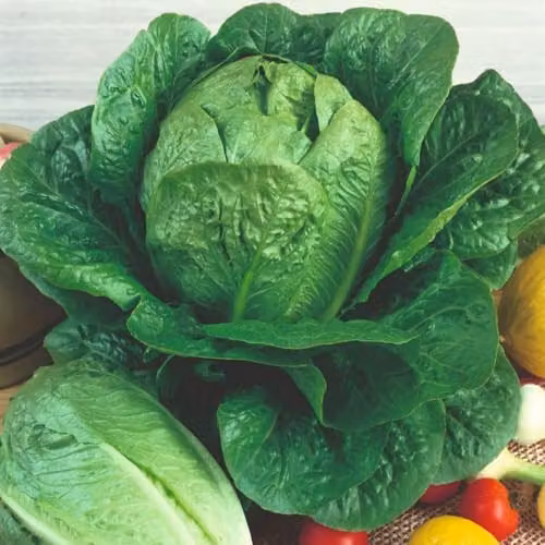 Thompson & Morgan Lettuce Globus Seeds, 130 Seeds per Packet – 2