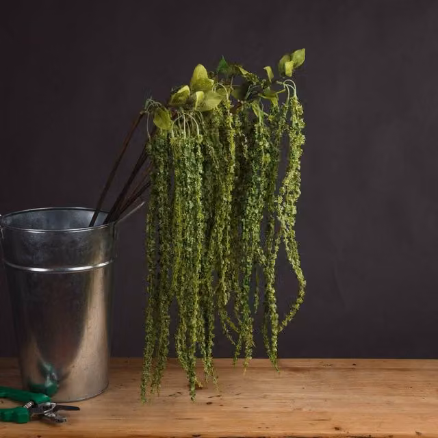 Hill Interiors Faux Amaranthus in Green, Height: 100 cm