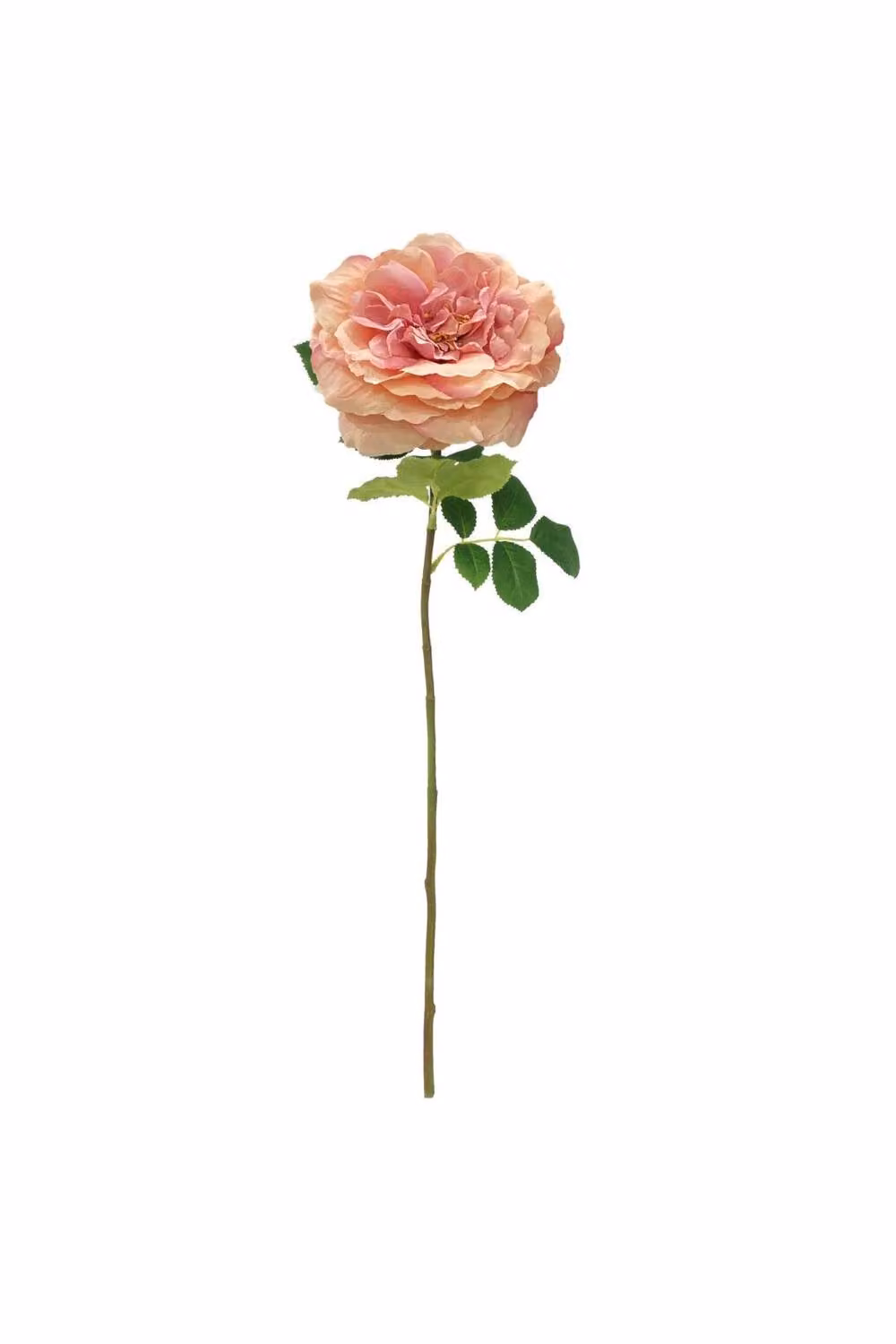 KDMD Balmoral Wild Pink Rose, 2 Pack, Height: 65 cm – 2