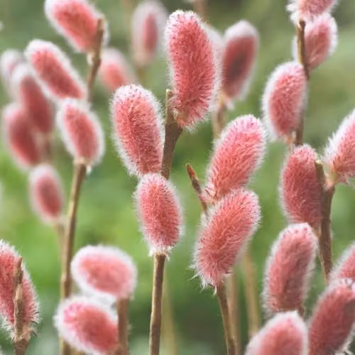 Thompson & Morgan Salix gracilistyla Mount ASO Pink Willow Ornamental Shrub, 7.5 Litre Pot – 1