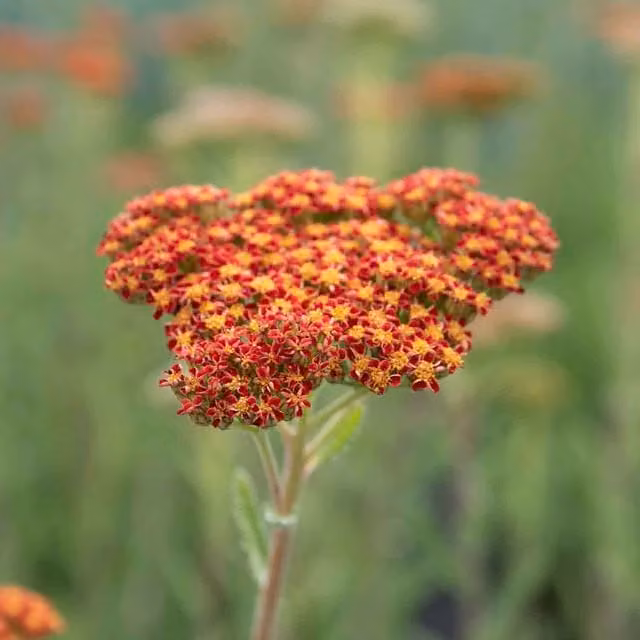 Marshalls Garden Achillea Sassy Summer Sunset Red Perennial Ornamental Plant