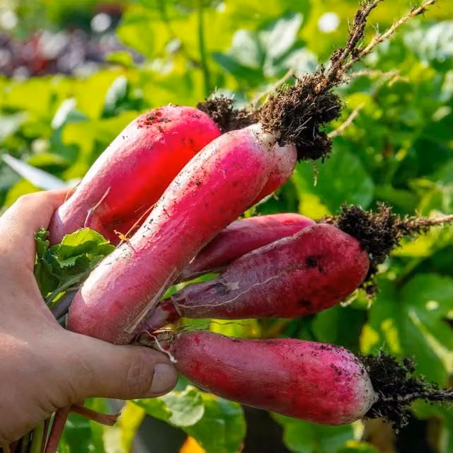 Marshalls Garden French Breakfast Radish Seeds, Red and White Variety
