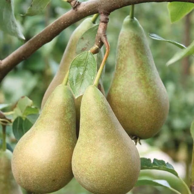Thompson & Morgan Pyrus Mini Conference Pear Fruit Tree, Green