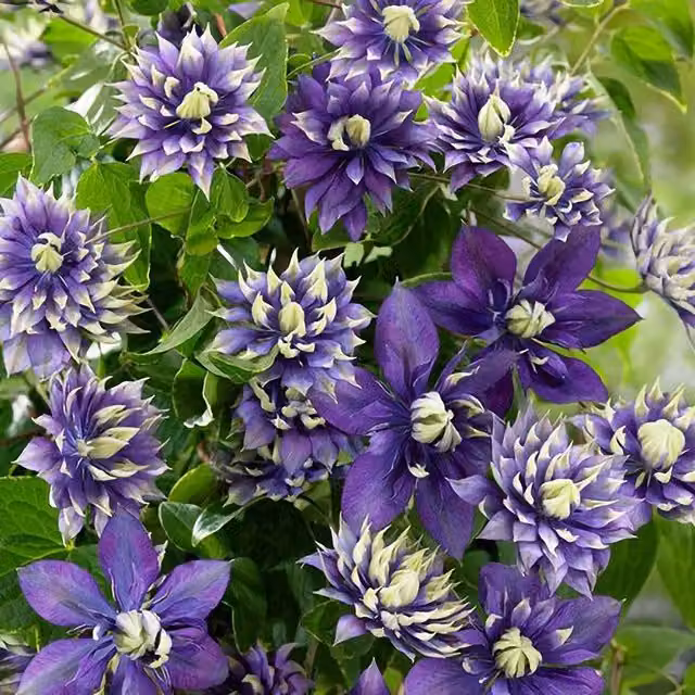 Plant Theory Clematis Taiga Purple Flowering Climbing Plant, Green