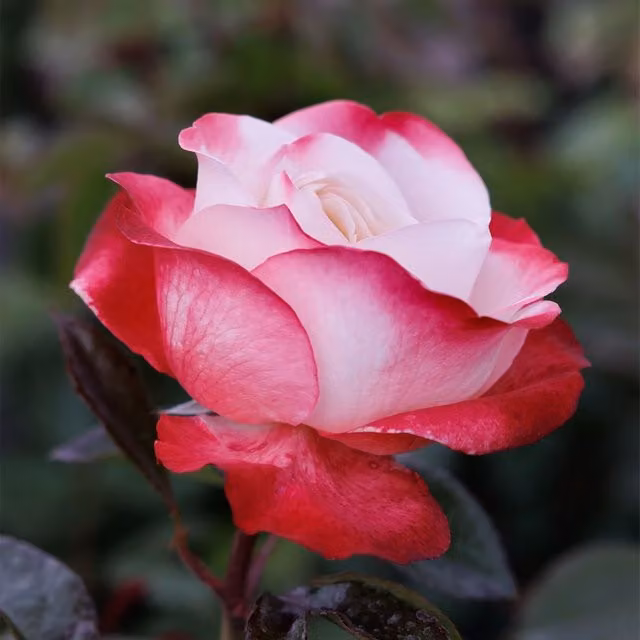 Plant Theory Nostalgia Hybrid Tea Rose Taneiglat Red Perfumed Ornamental Shrub in 4L Pot