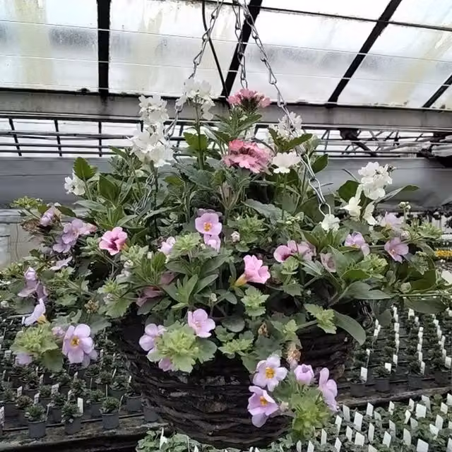 Plants by Post Pink Mixed Bedding Plants in a Medium Metal Hanging Basket