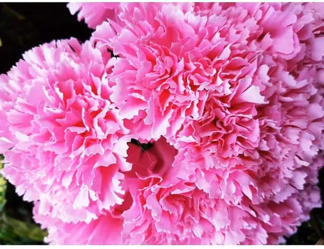 KDMD Natural Pink Carnation Bush Artificial Flowers – 1