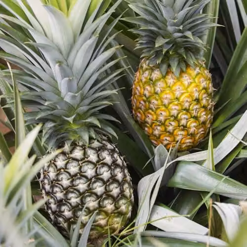 YouGarden Edible Indoor Pineapple Houseplant in 12cm Pot – 6