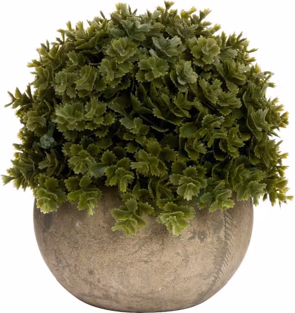 KDMK Miniature Hebe Veronica Green Potted Plant in a Round Stone Tabletop Pot