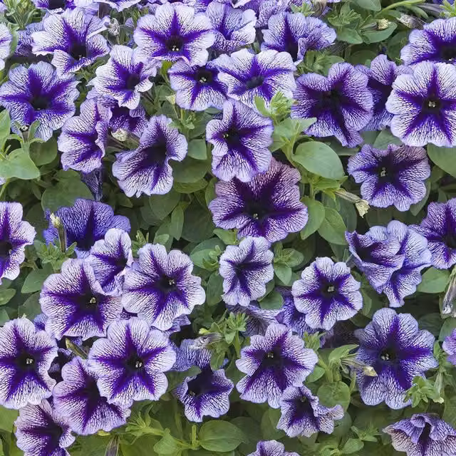 Set of 3 Plant Theory Purple Royal Lace Bedding Petunias in 9cm Pots