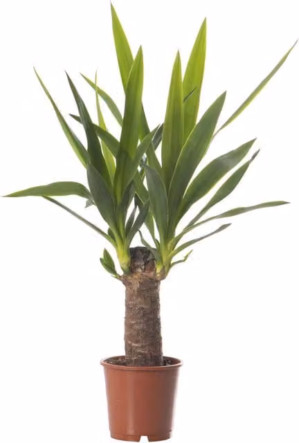 GardenersDream Yucca Elephantipes Real Indoor Plant, Green and White, Height: 45 cm
