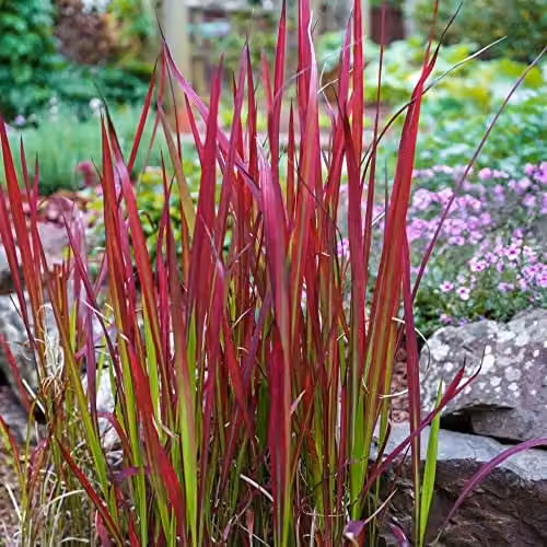 Thompson and Morgan Imperata cylindrica Red Baron Japanese Blood Grass, Hardy Red and Green Perennial Potted Plant, 9cm Pot