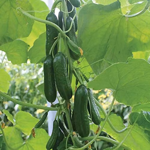 Thompson and Morgan Cucumber Nimrod Seeds, 4 Seeds per Packet