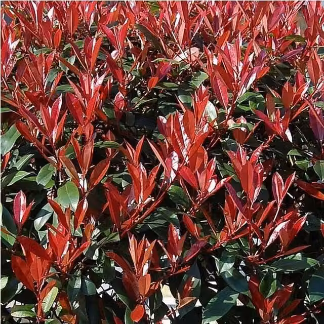 Direct Plants Photinia Carre Rouge Red Robin Shrub, Green and Red, 3L Pot