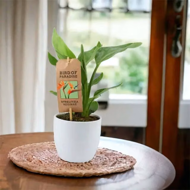 Plants by Post Strelitzia Bird of Paradise Indoor Tropical Flowering Plant in 12cm Pot