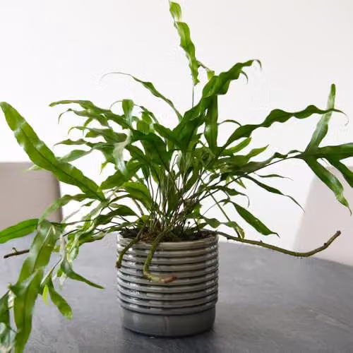 Thompson and Morgan Kangaroo Fern Microsorum diversifolium Indoor Houseplant with Ruffled Green Foliage, 12cm Pot – 3