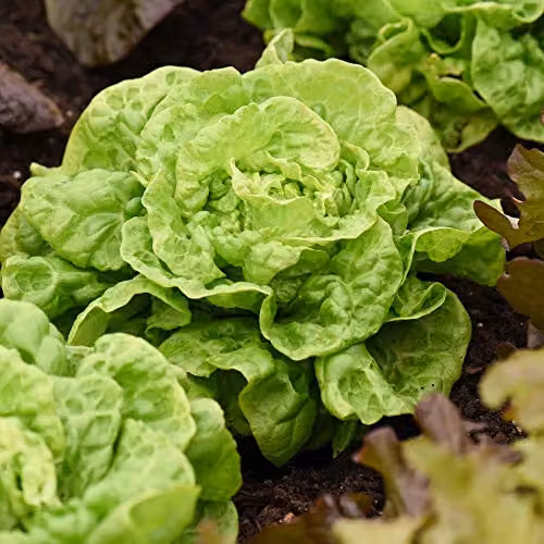Thompson and Morgan Lettuce Tom Thumb Seeds, Butterhead Lactuca Sativa, 1000 Seeds – 4