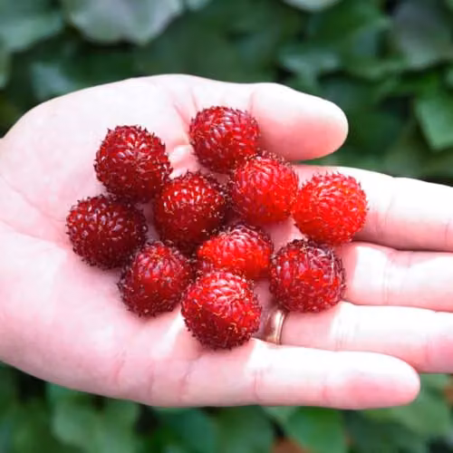 Thompson & Morgan Rubus Hararasp Raspberry Fruit Tree, 5 Litre Potted Plant