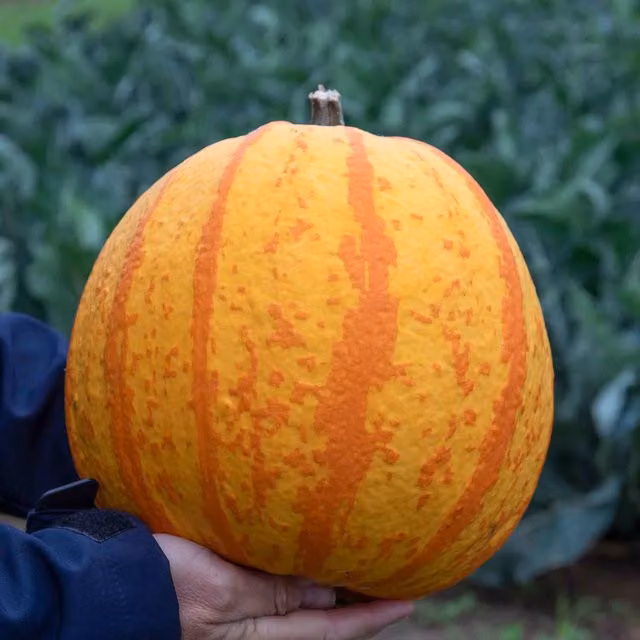 Marshalls Garden Pumpkin Fireball Seeds, Orange and Yellow Striped, 5 Seeds
