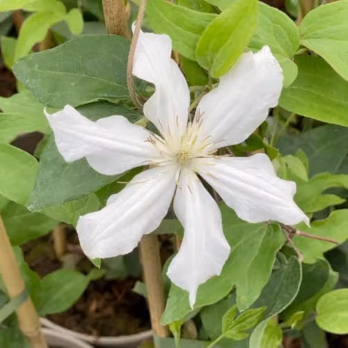 Thompson & Morgan Clematis Arabella White Potted Climbing Plant, 3 Litre Pot