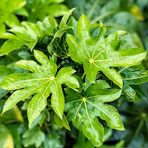Thompson & Morgan Fatsia Japonica Castor Oil Plant, Hardy Evergreen Perennial Outdoor Shrub in 1 x 17cm Pot – 1