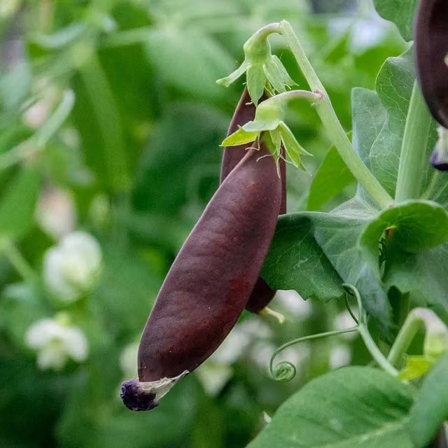 Marshalls Garden Green and Purple Mangetout Pea Seeds