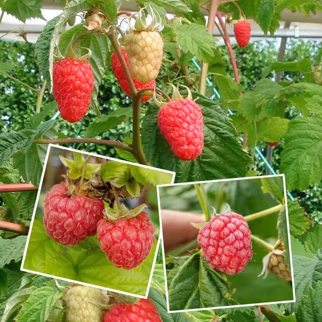 Marshalls Garden Raspberry Continuity Collection featuring Glen Ample, Cascade Delight and Joan J Red Berry Bushes