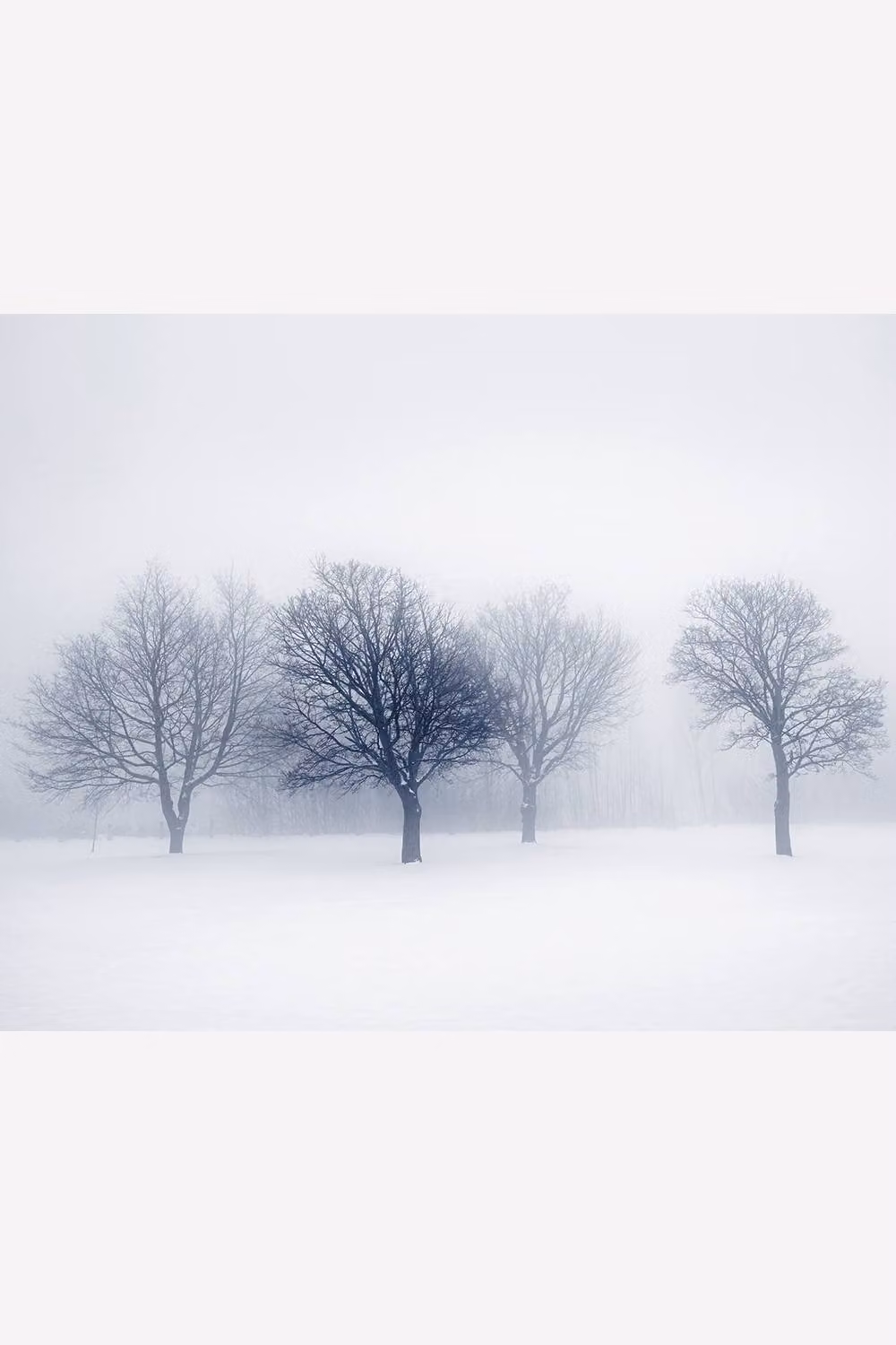 Origin Murals Winter Trees Wall Mural in White – 2