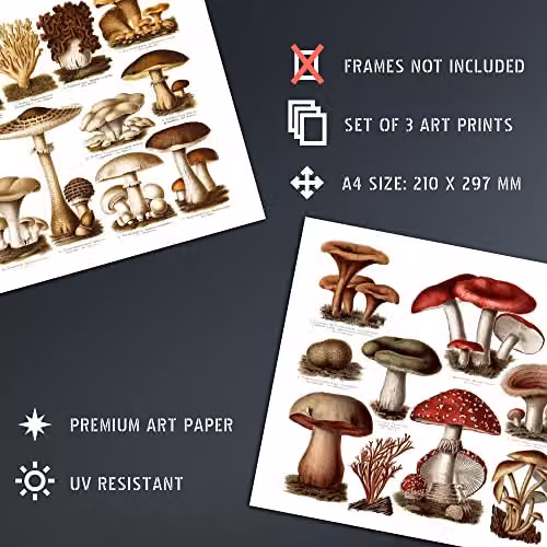 Artery8 Set of 3 Vintage Mushroom Illustration Wall Art Prints, Multicolour Botanical Paper Posters, W: 21.0 cm, H: 29.7 cm – 4