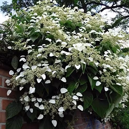 Thompson and Morgan Japanese Climbing Hydrangea Anomala Petiolaris with White Blooms, 1 x 1.7 Litre Potted Plant
