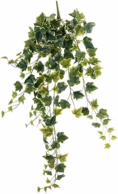 KDMD Green Variegated English Ivy Hanging Plant, 86 cm