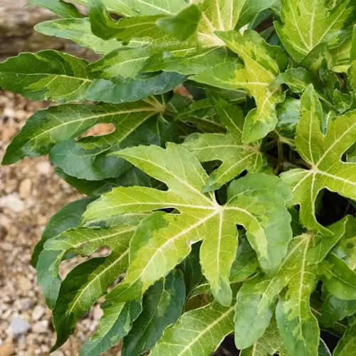 Thompson & Morgan Fatsia Camouflage Ornamental Shrub, 3 Litre Potted Plant – 2